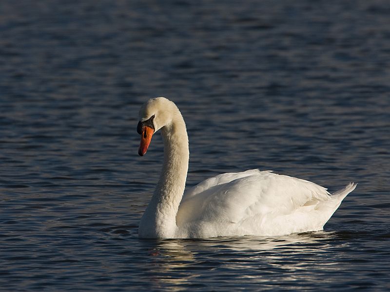 Cygnus olor Knobbelzwaan Mute Swan